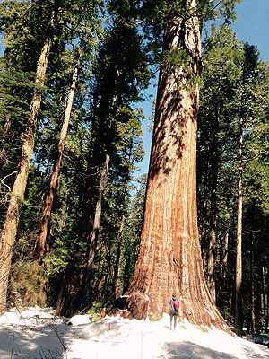Redwood and person